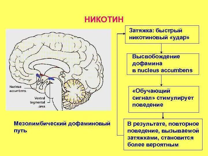 Блокаторы дофамина. Механизм воздействия никотина. Дофамин мозг. Схема развития никотиновой зависимости. Медиаторы и нейромедиаторы.