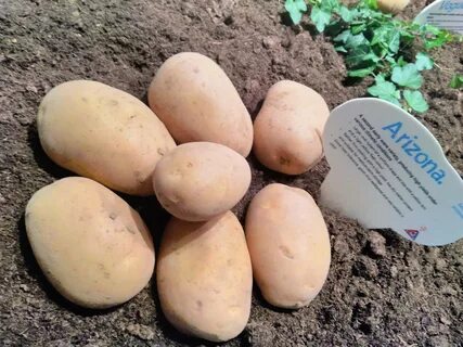 Аризона картофель характеристика описание