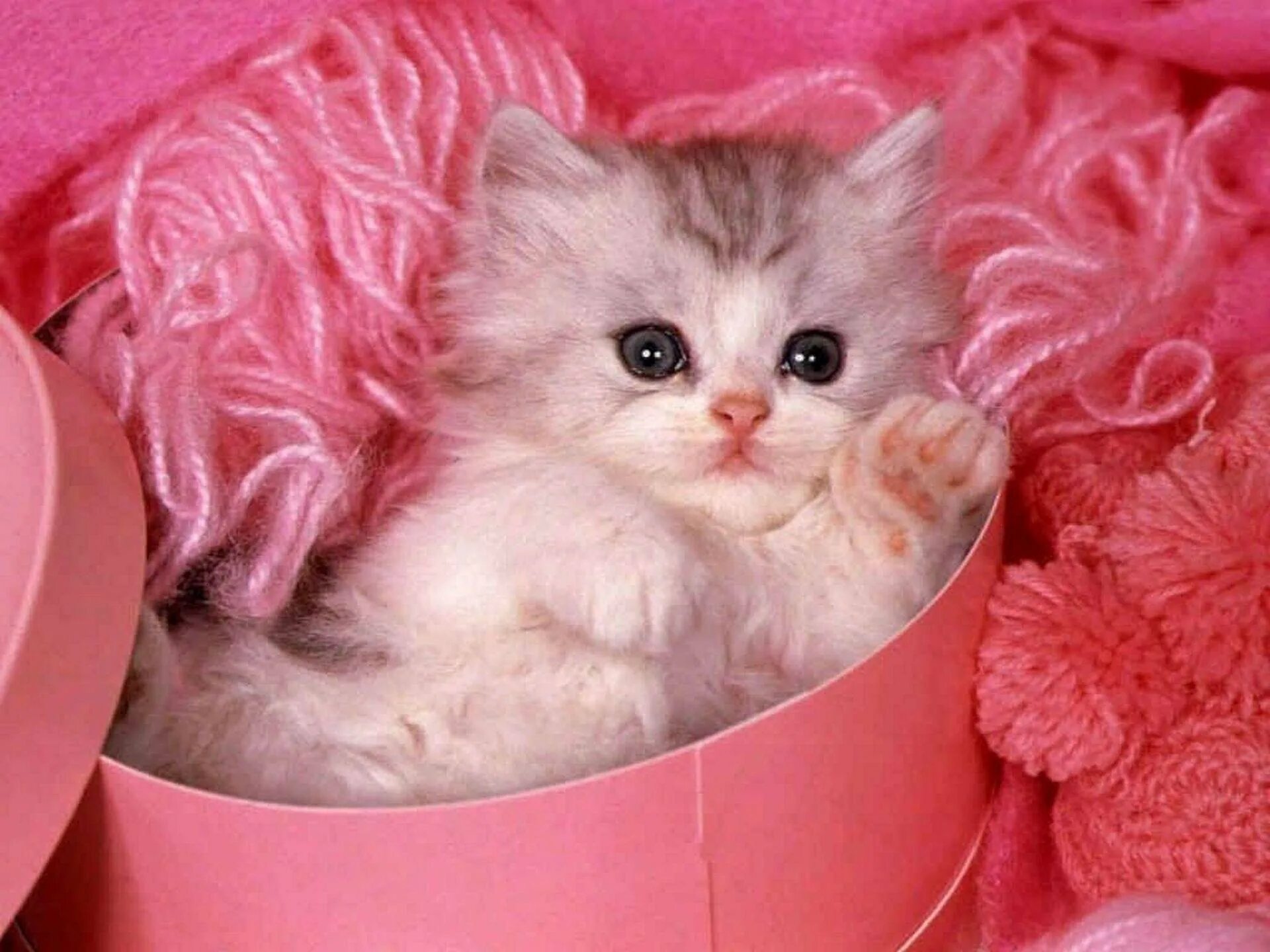 Очаровательная киска. Розовый котенок. Пушистые котята. Котята милашки. Миленькие котята.