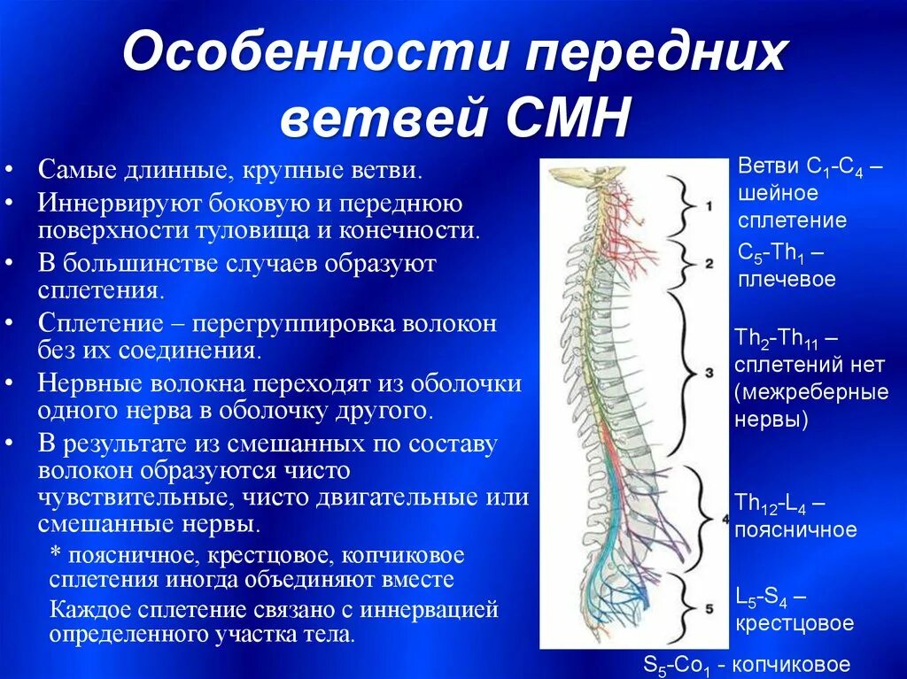 Спинномозговые нервы. Спинномозговые нервы передние ветви. Поясничное и крестцовое нервное сплетение. Спинномозговые нервы задние и передние ветви.