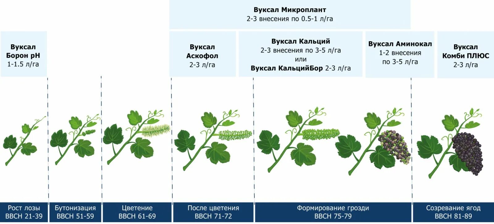 Фертигация малины схема. Схема удобрение земляники. Схема подкормки ремонтантной клубники. Схема подкормки винограда минеральными удобрениями.