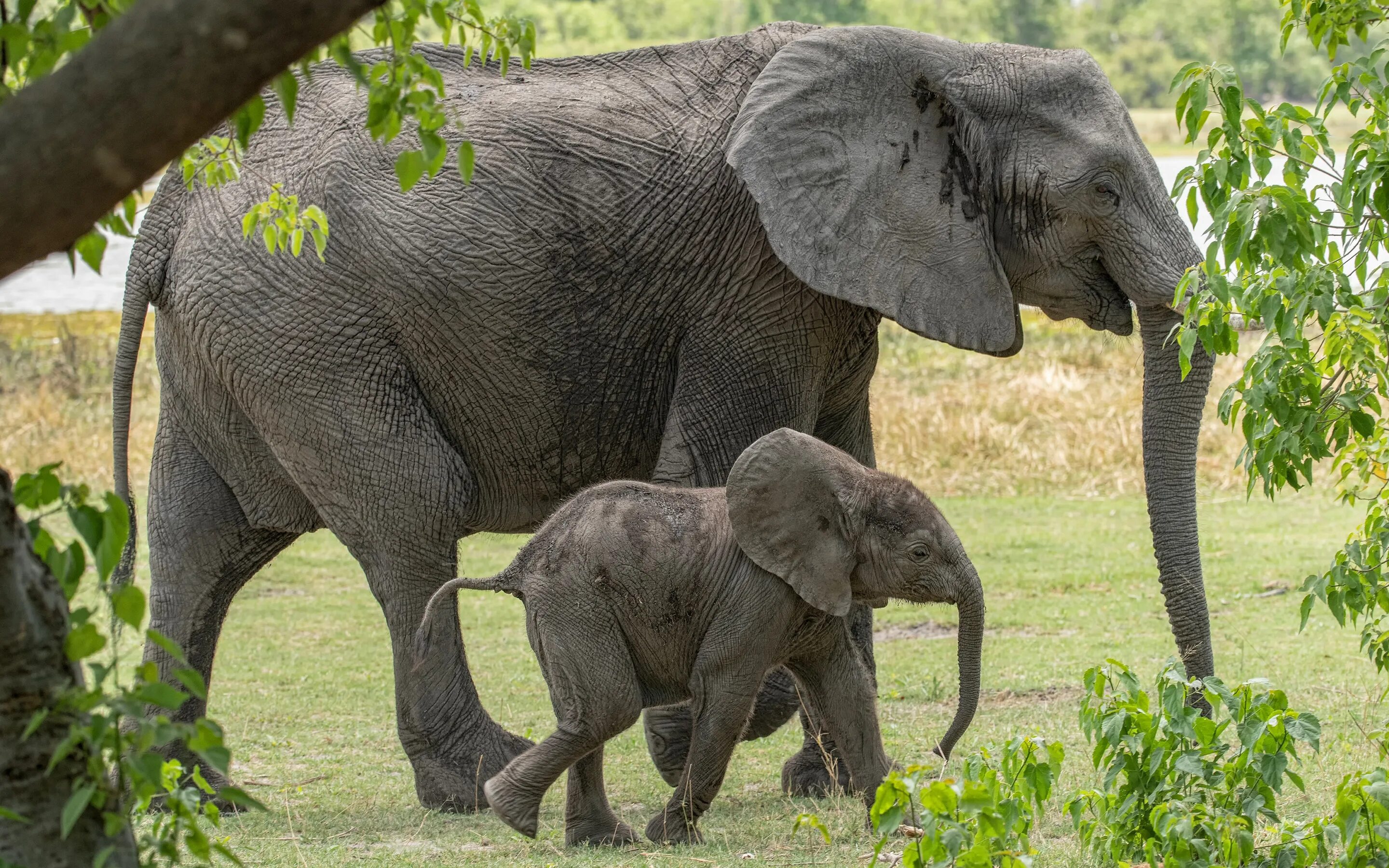 Слон слониха Слоненок. Слон-Слоненок-Слонята. Слониха со слоненком. Слониха и Слоненок для детей. Sister elephant