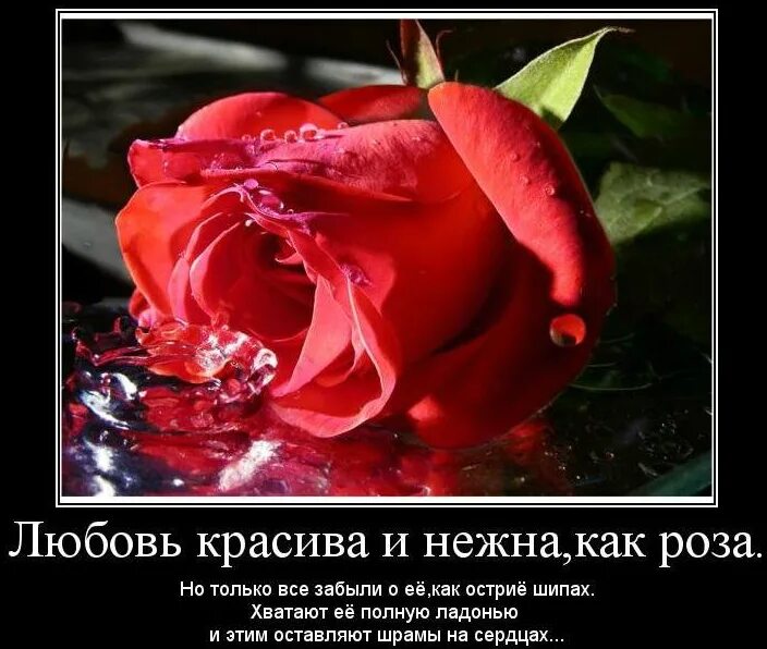 Красивые розы. Красивые анимационные открытки. Розы в природе. Открытки с красивыми словами. Розы на снегу.