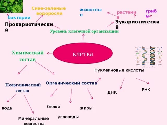 Химическая организация живого. Интеллект карта строение клетки. Интеллект карта клетка по биологии. Органические вещества клетки интеллект карта. Интеллект карта по теме химический состав клетки.