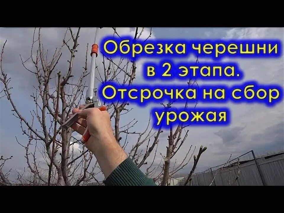 Как обрезать вишню после сбора урожая. Обрезка черешни. обрезка черешни весной 2 года. формировка черешни грусбек. как обрезать черешню.