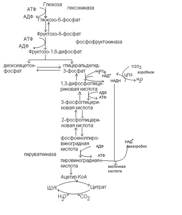 Схема включения галактозы и фруктозы в гликолиз.. Схема синтеза Глюкозы из глицерола. Реакции превращения Глюкоза 1 фосфата в глюкозо 6 фосфат. Схема гликолиза биохимия с ферментами.