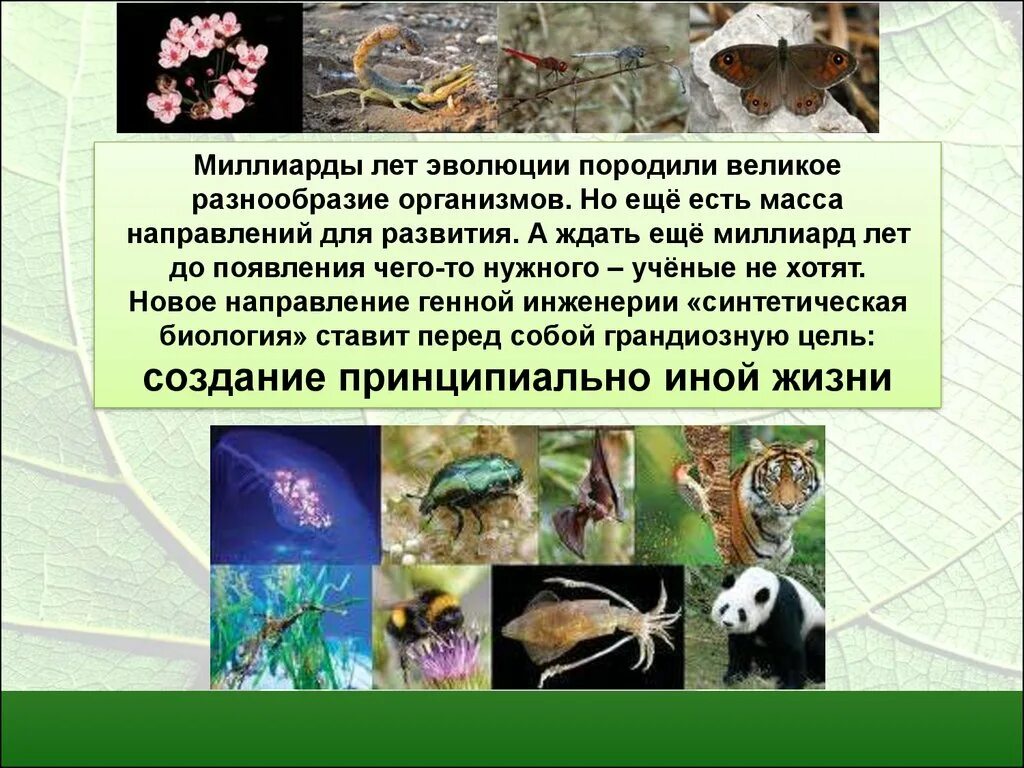Разнообразие организмов. Эволюция организмов. Развитие разнообразия организмов. Многообразие организмов и эволюиме.