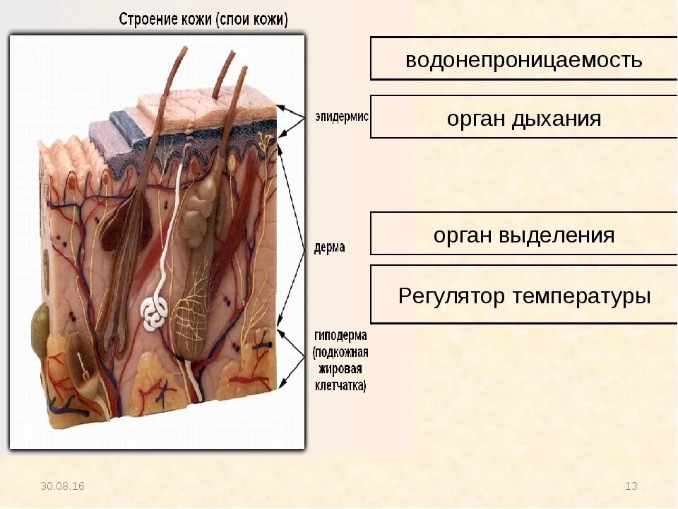 Строение кожи. Выделительная функция кожи. Кожа человека. Кожа выделительная система.