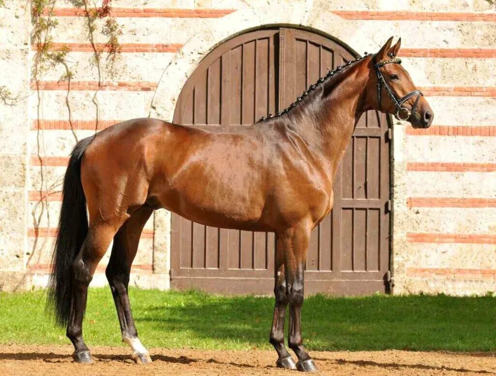 Beautiful Bay Horses, Most beautiful horses, Horse breeds