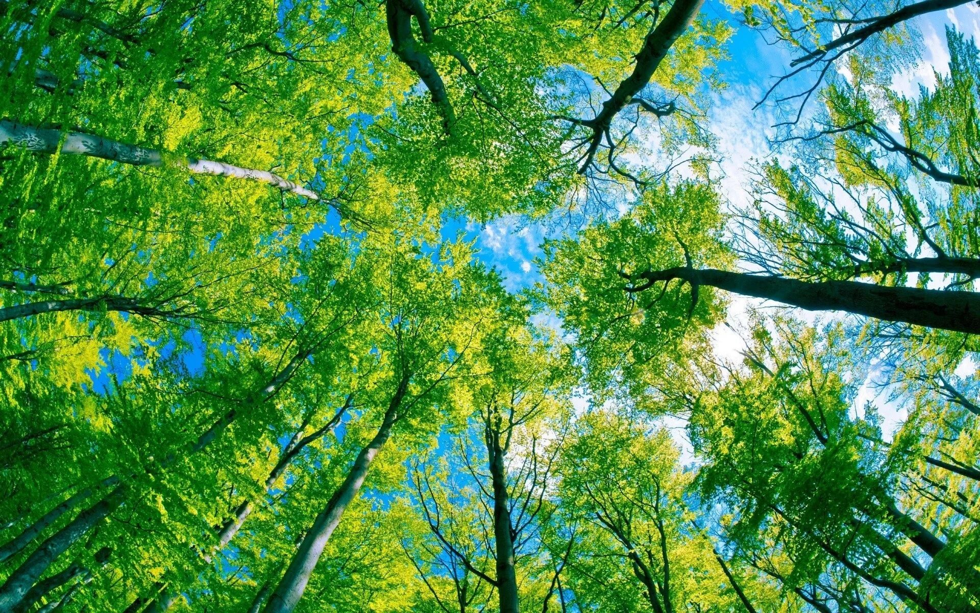 Природа деревья. Лето деревья. Красивый лес. Небо сквозь деревья. Летом было все зеленым