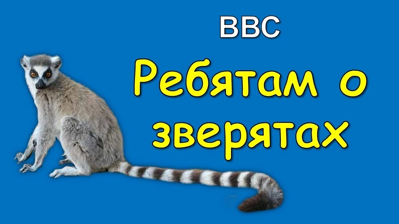 Ребятам о зверятах ббс. Ребятам о зверятах bbc. Лемур Марго. Ребятам о зверятах bbc ютуб.