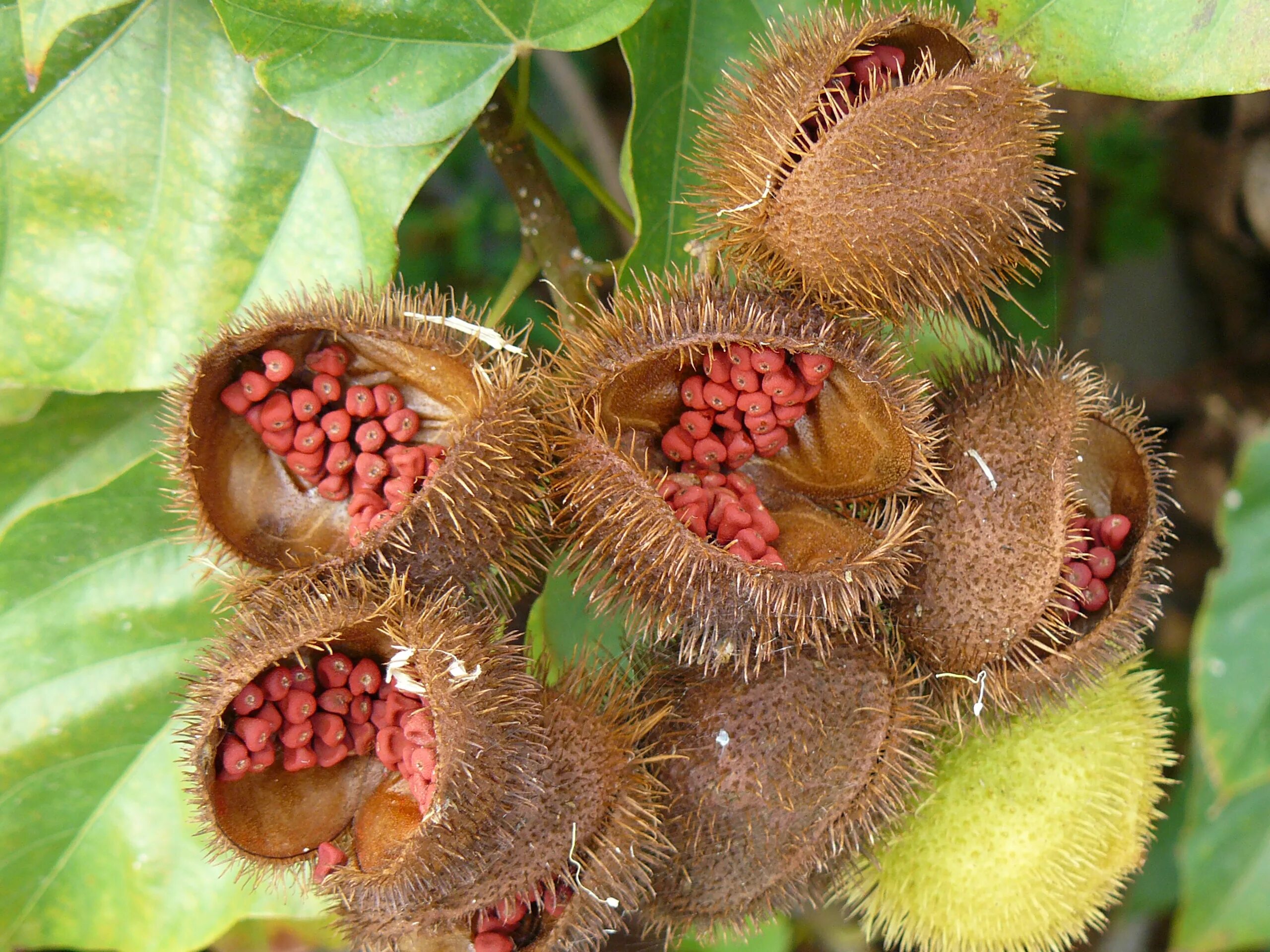 Ананас растение южная америка. Полевые цветы и их названия. Пустыня намиб вельвичия. В каких странах растут растения. Где растут ананасы.