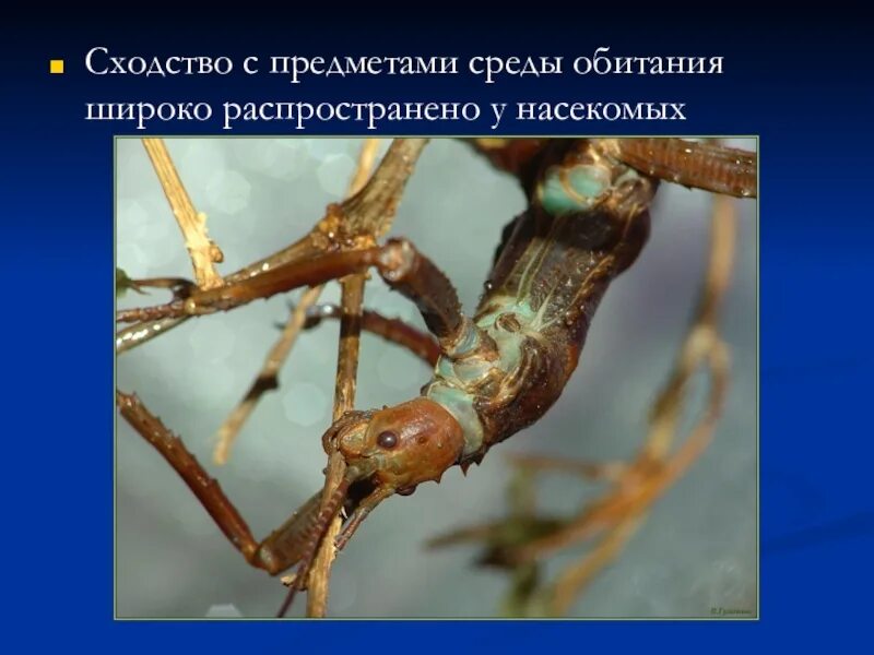 Подражательное сходство насекомых. Суставы ног в природе у насекомых. Сходство по цвету и форме с животными растениями или предметами среды. Не соответствующие вещи в среде обитания. Насекомые сходства и различия