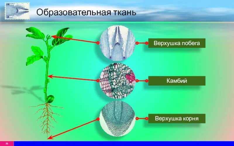 Какая часть у образовательной ткани. Ткани растений образовательная ткань камбий. Образовательная ткань Апекс. Образовательная ткань растений. Меристема растений это.