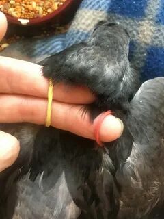 Сон голубь залетел