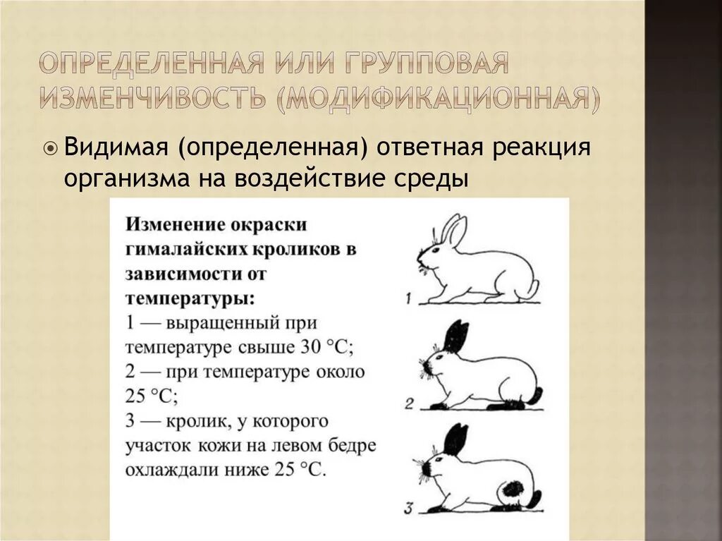 Гималайский кролик модификационная изменчивость. Групповая модификационная изменчивость. Определенная изменчивость. Определенная групповая изменчивость это. Пример явления иллюстрирующего изменчивость