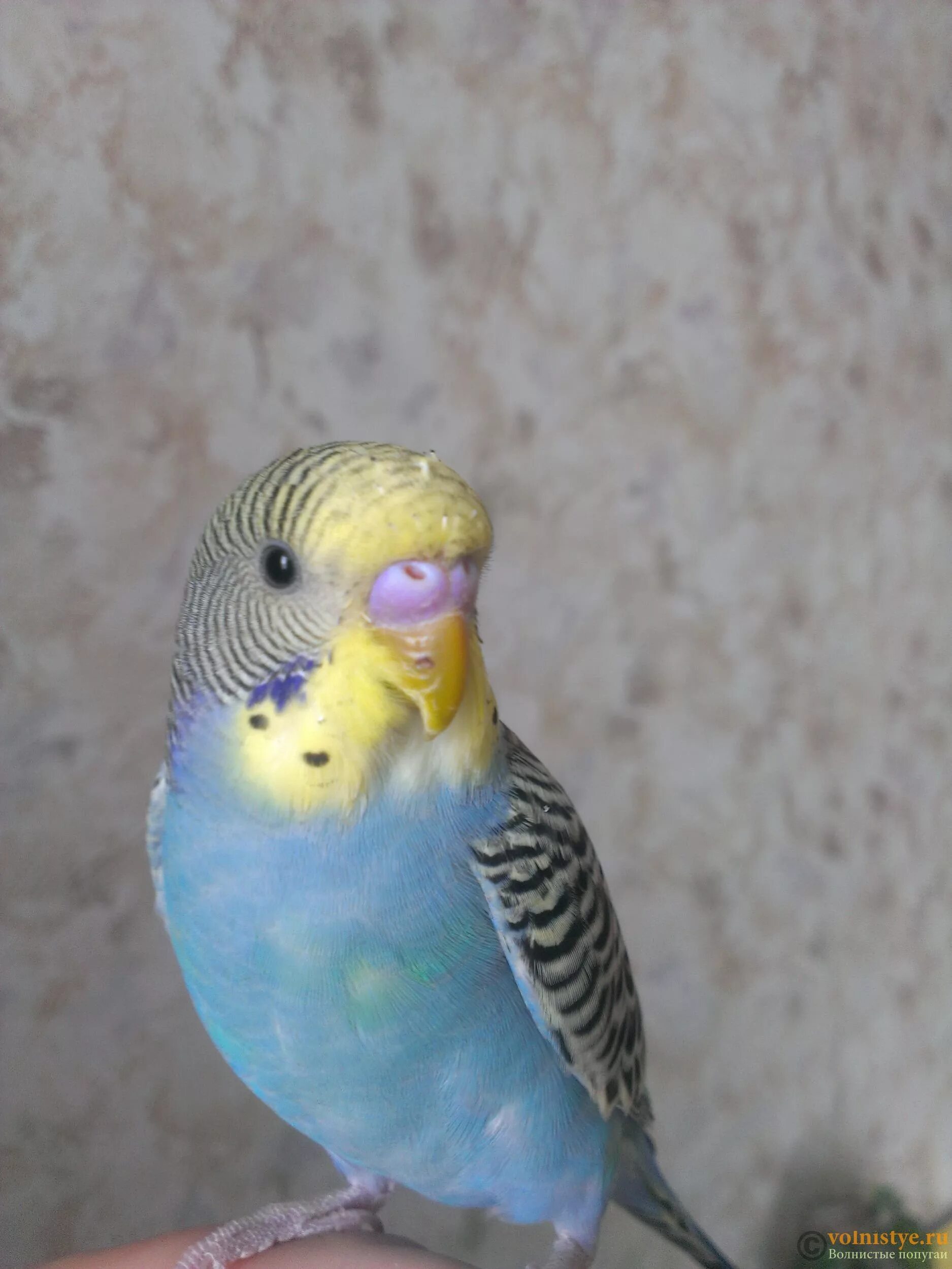 Самец или самка волнистого попугая