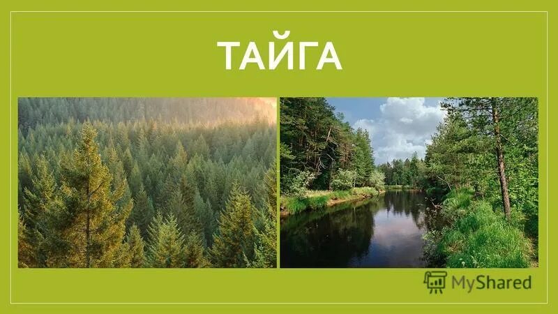 Тайга 28. Тайга 28. Тайга 28. Тундра в республике коми. Деревня шевыкан иркутская область.