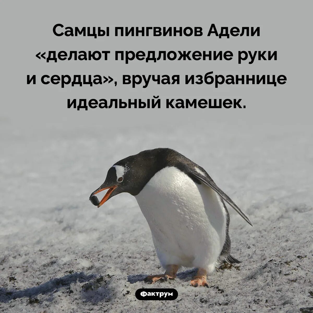 У какого пингвина всегда есть действие. Пингвин Адели. Самцы пингвинов Адели. Пингвин и камушек. Пингвин самец.