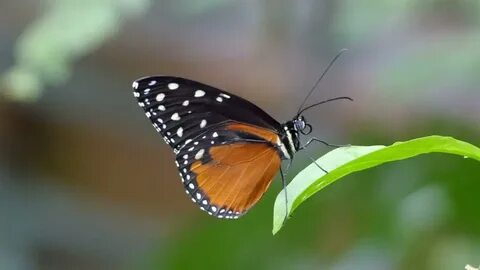 Papillons noirs