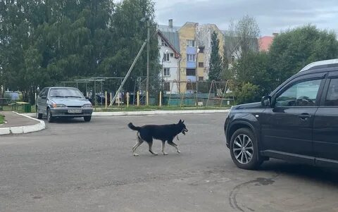Ребенка покусала соседская собака