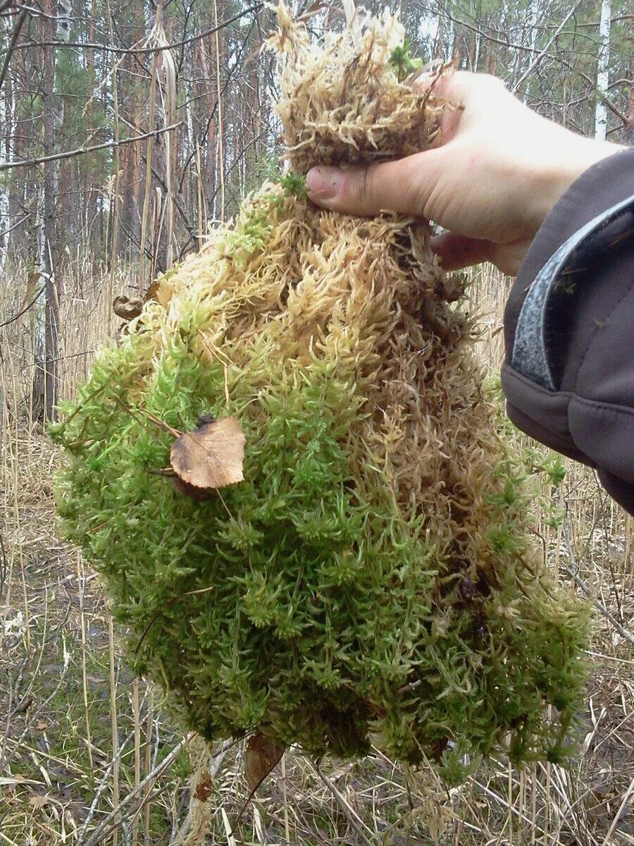 Как выглядит мох сфагнум. Как выглядит мох сфагнум. Торфяной мох сфагнум. Сфагнум онгстрёма. Болотный мох сфагнум.