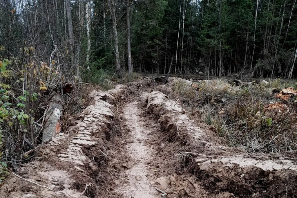 Подготовка почвы в лесу. Частичные лесные культуры. Подготовка почвы под культуры. Подготовка почвы под лесные культуры. Зейское лесничество амурской области.