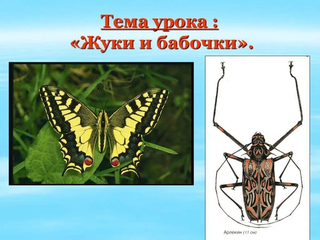 Жуков презентация 1 класс. Бабочки для презентации. Тема урока что такое бабочки. Бабочки презентация 1 класс. Бабочки 1 класс окружающий мир.