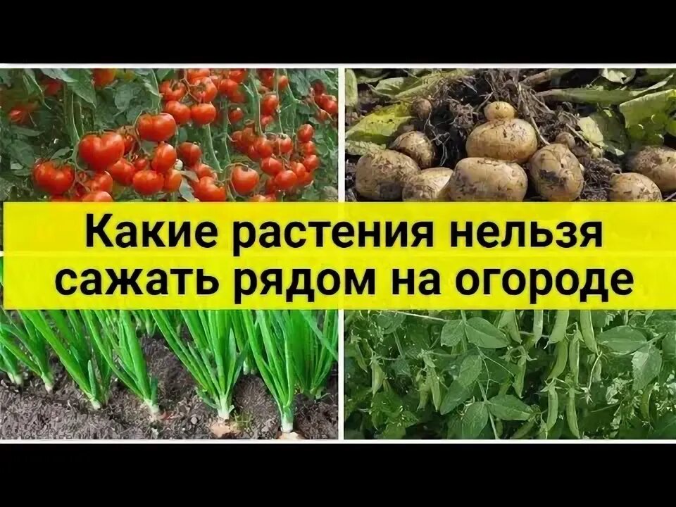 В какие дни нельзя сажать. Растения запрещенные в огороде. Какие цветы запретили сажать на огороде. Какие растения запретили выращивать на дачах. Какие цветы запрещено выращивать на даче.