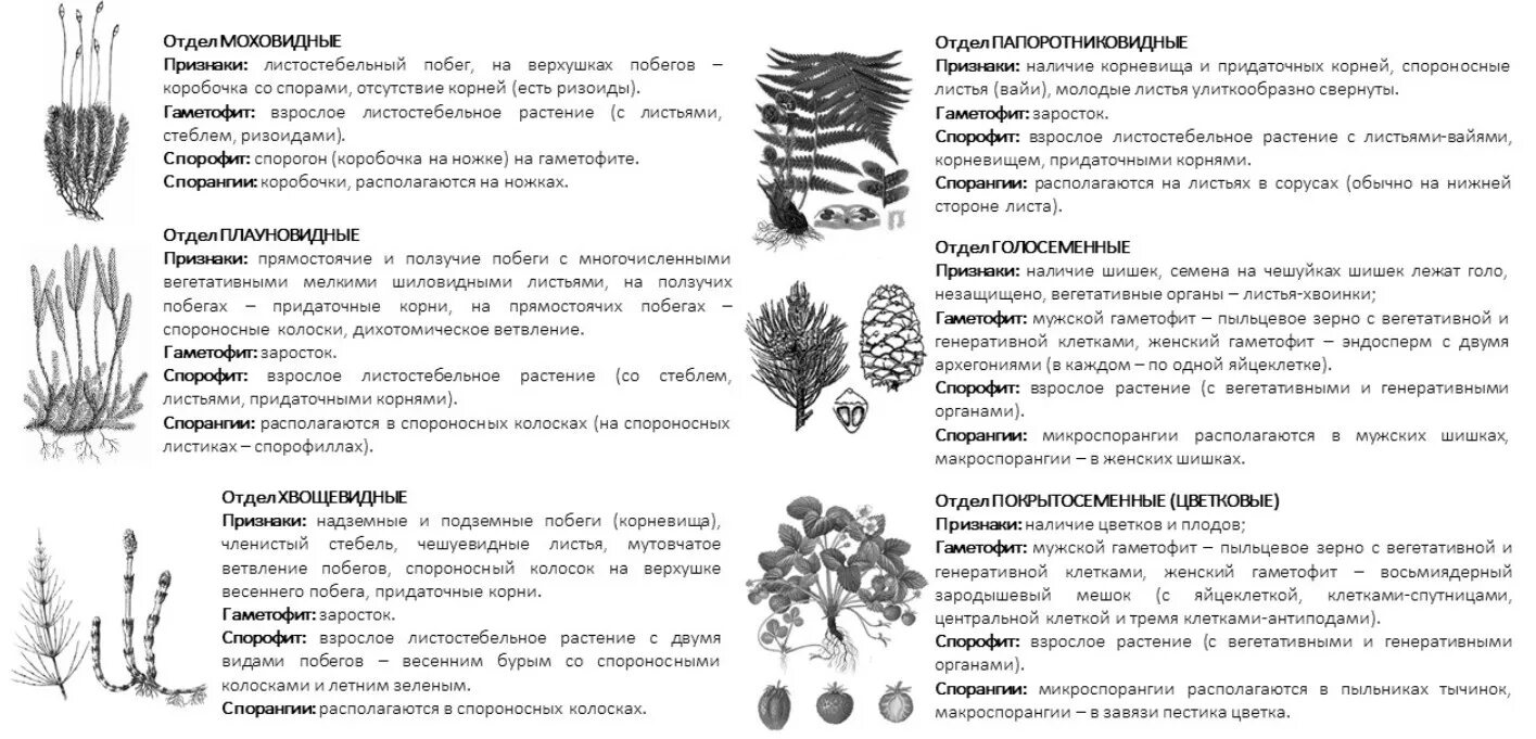 Признаки отделов растений ЕГЭ биология. Характеристика отделов растений. Отделы растений таблица. Признаки основных отделов растений.