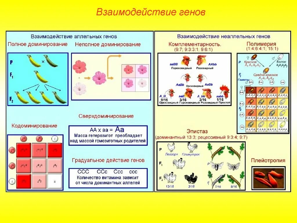 Схема типы взаимодействия аллельных генов. Схема взаимодействия аллельных и неаллельных генов. Типы взаимодействия генов таблица. Типы взаимодействия аллельных генов таблица.