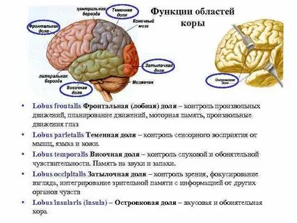 Лобный отдел