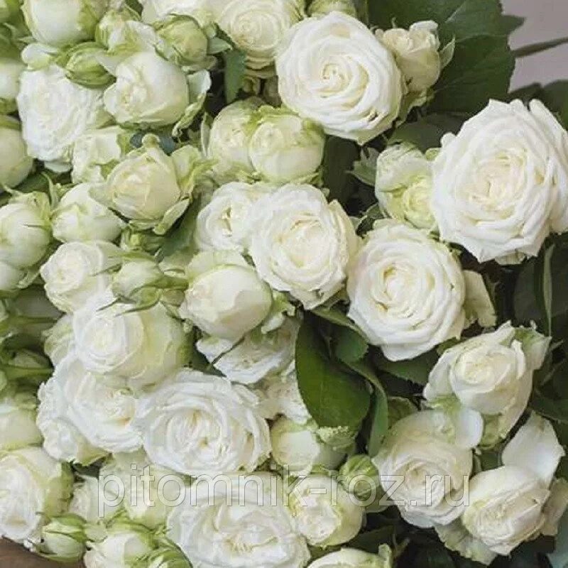 вайт бомбастик. кустовая пионовидная роза бомбастик. роза куст miss bombastic. роза bombastic white спрей. вайт бомбастик.