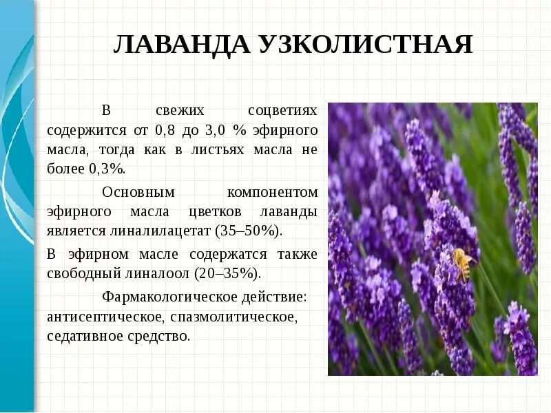 Лаванда описание