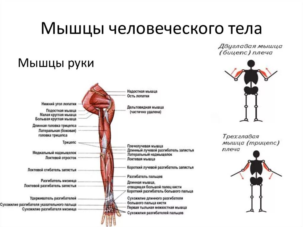 Мышцы руки. Мышцы человеческого тела. Основные группы мышц. Строение мышц тела.