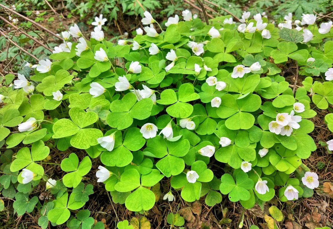 Заячья капуста это. Кислица обыкновенная. Кислица Oxalis acetosella. Кислица заячья капуста. Кислица обыкновенная Лесная.