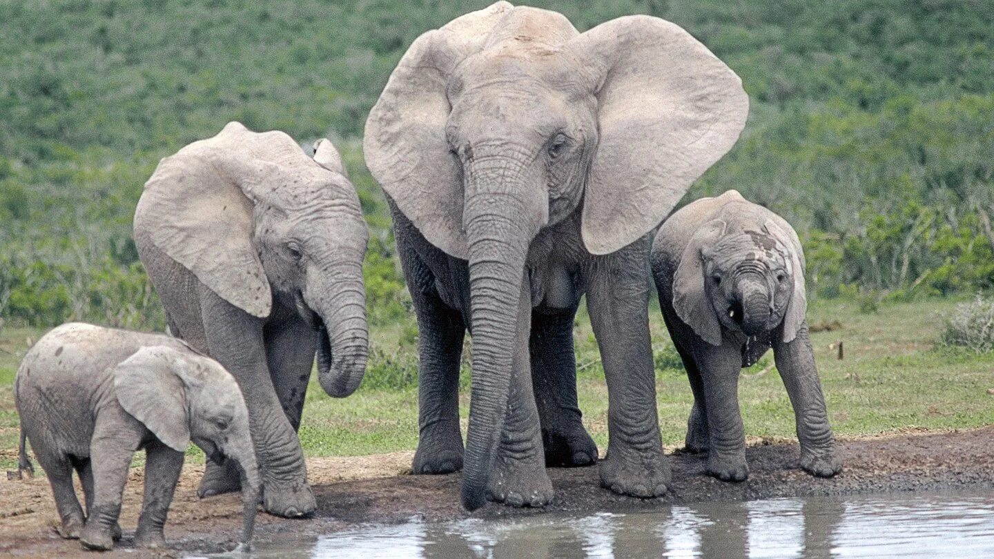 4 слоника. Слоны. Четыре слона. Слоненок. Семья слонов.