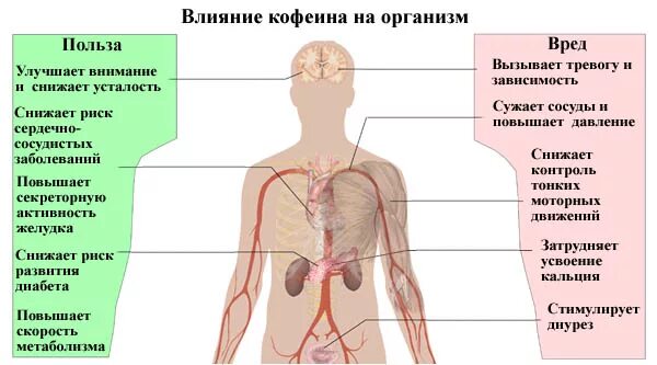 Плюсы и минусы кофеина на организм. Влияние кофеина на организм человека. Влияние кофе на организм человека. Влияние чая на организм человека. Кофеин влияние на организм проект