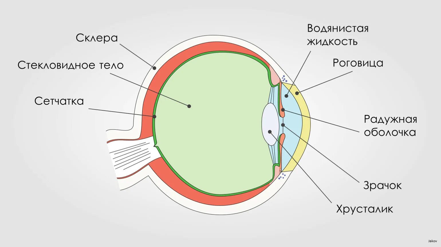 глазной хрусталик анатомия глаза. строение глаза оболочки глаза. строение зрительного анализатора оболочки. схема глазного яблока человека. анатомическое строение глаза человека схема.