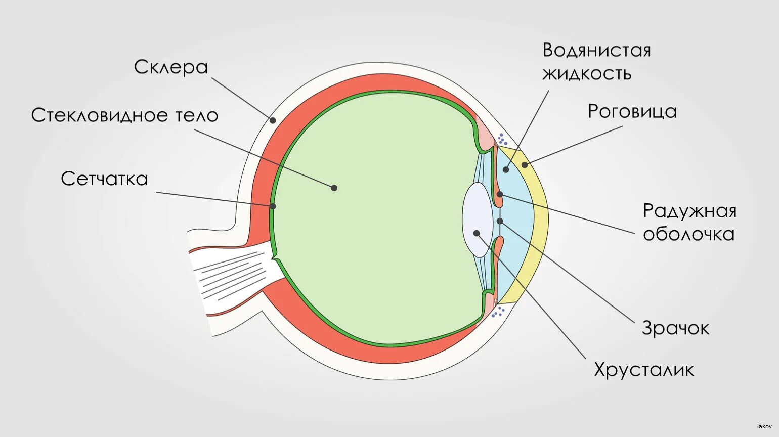 Строение глазного яблока склера. Строение глаза склера роговица. Строение глаза человека физика 8 класс. Роговица глаза схема.