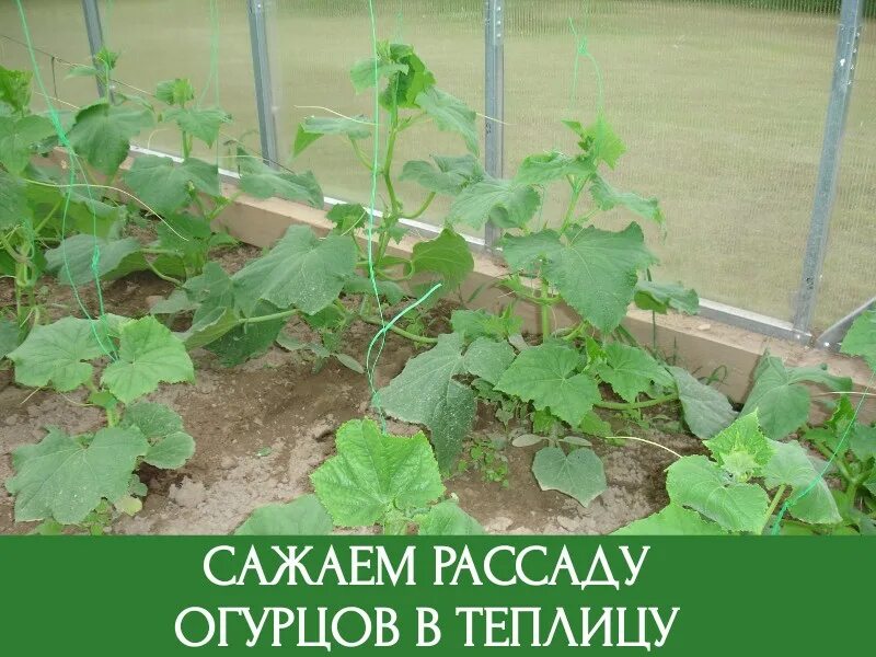 Когда сажать рассаду огурцов для теплицы. Когда сажать рассаду огурцов для теплицы. Огурец гоша подкормки в теплице. Теплица огурец рассада. Огурцы высадка рассады в открытый грунт.