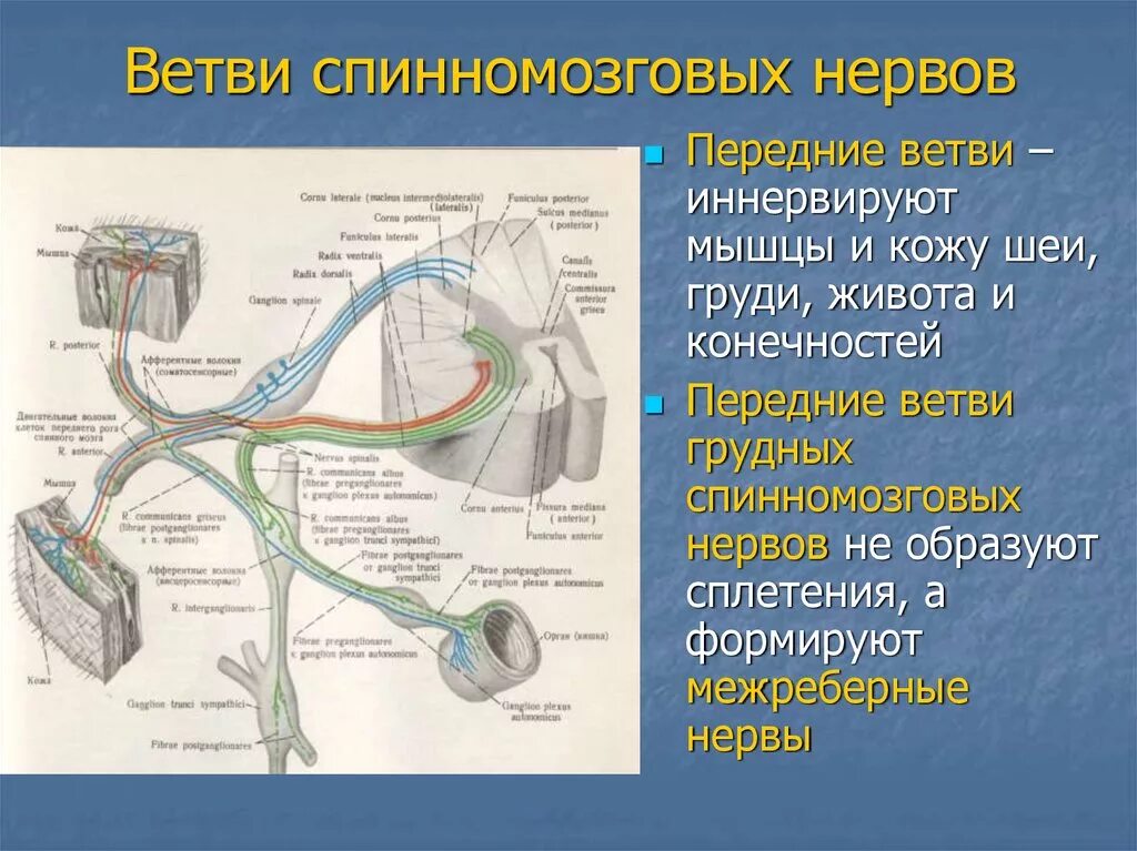 Периферические нервы и сплетения. Передние ветви грудных спинномозговых нервов ход. Передние ветви спинномозговых нервов иннервируют. Спинномозговые нервы задние ветви передние ветви. Ветви грудных нервов иннервируют.