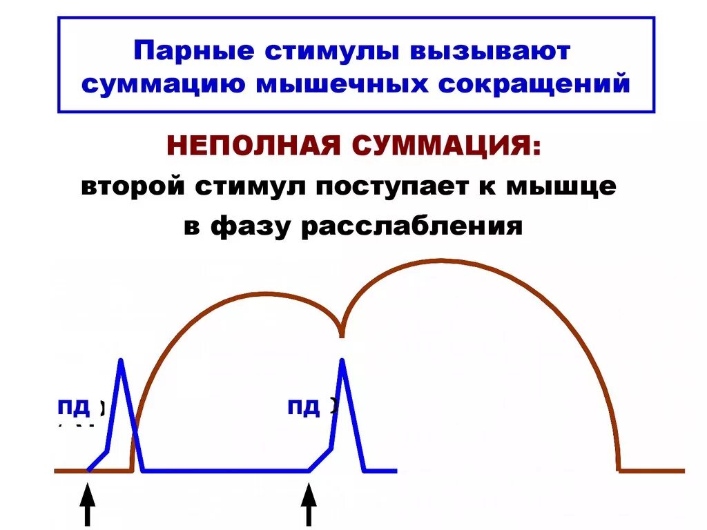 Суммация сокращений физиология. Суммация и тетанус. Суммация сокращения мышц физиология. Неполная суммация мышечных сокращений. Какой ток вызывает сокращение мышц