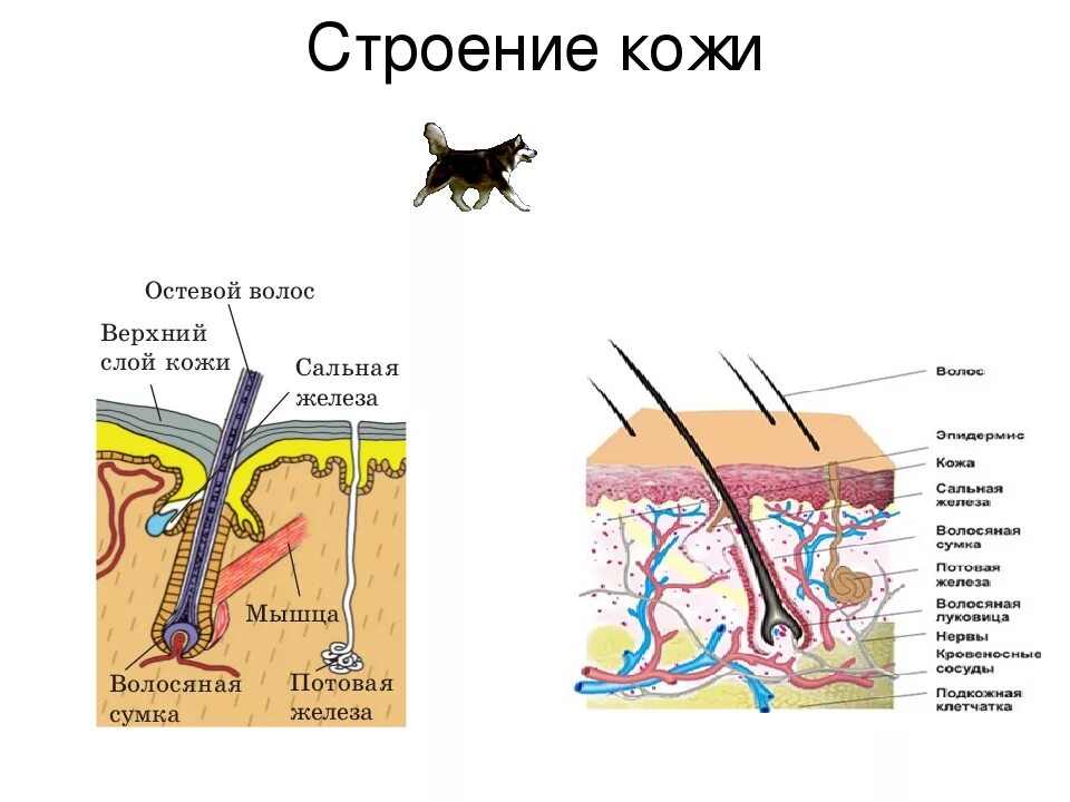 Кожный Покров строение кожи анатомия животных. Строение кожного Покрова млекопитающих. Строение кожного Покрова собаки. Строение кожного Покрова млекопитающих схема.