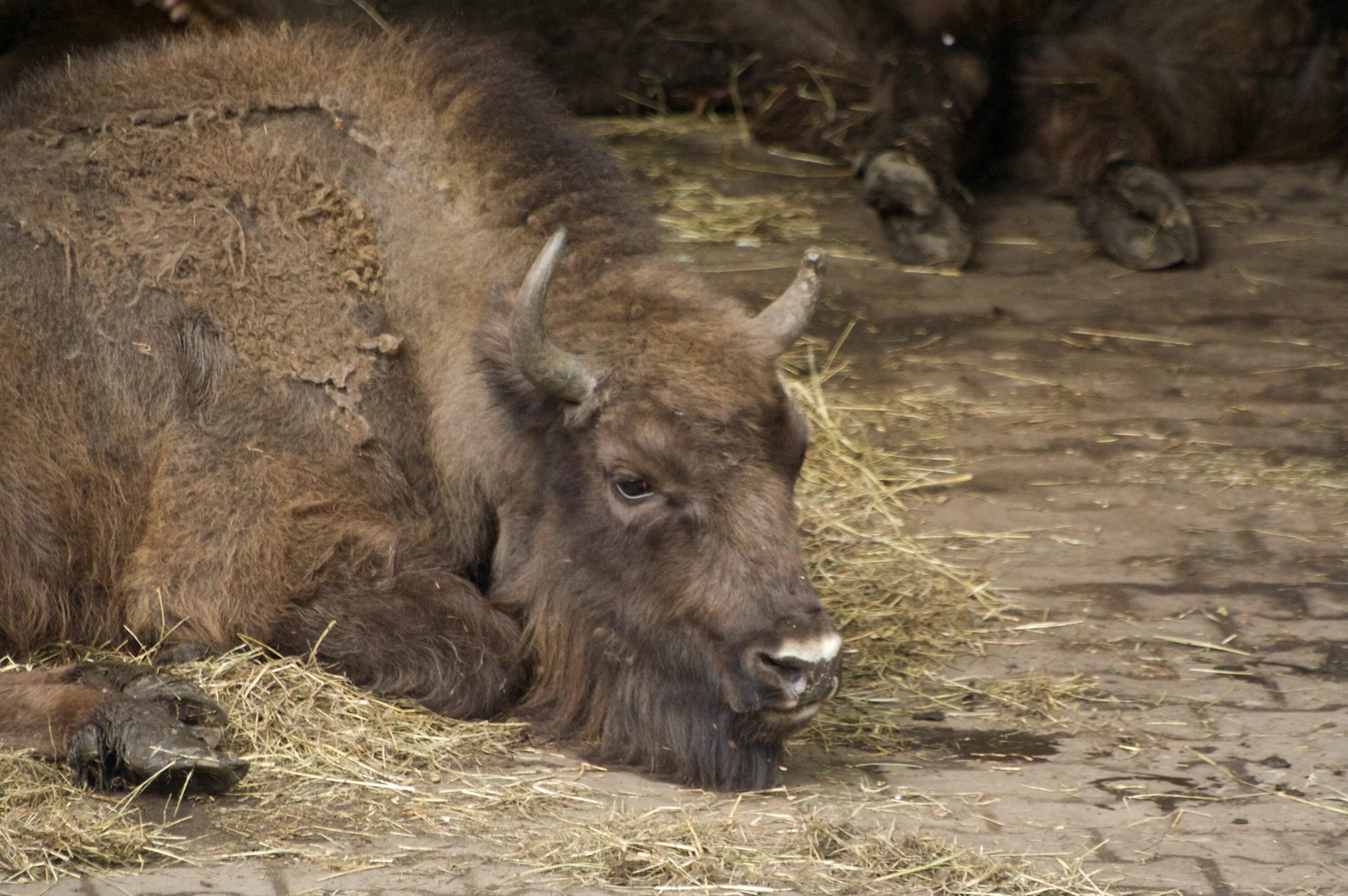 Зубры в смоленской области. Зубр зрачки. Старый зубр. Зубр и зубренок. Карпатский зубр.