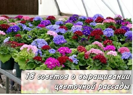Рассада цветов в сибири