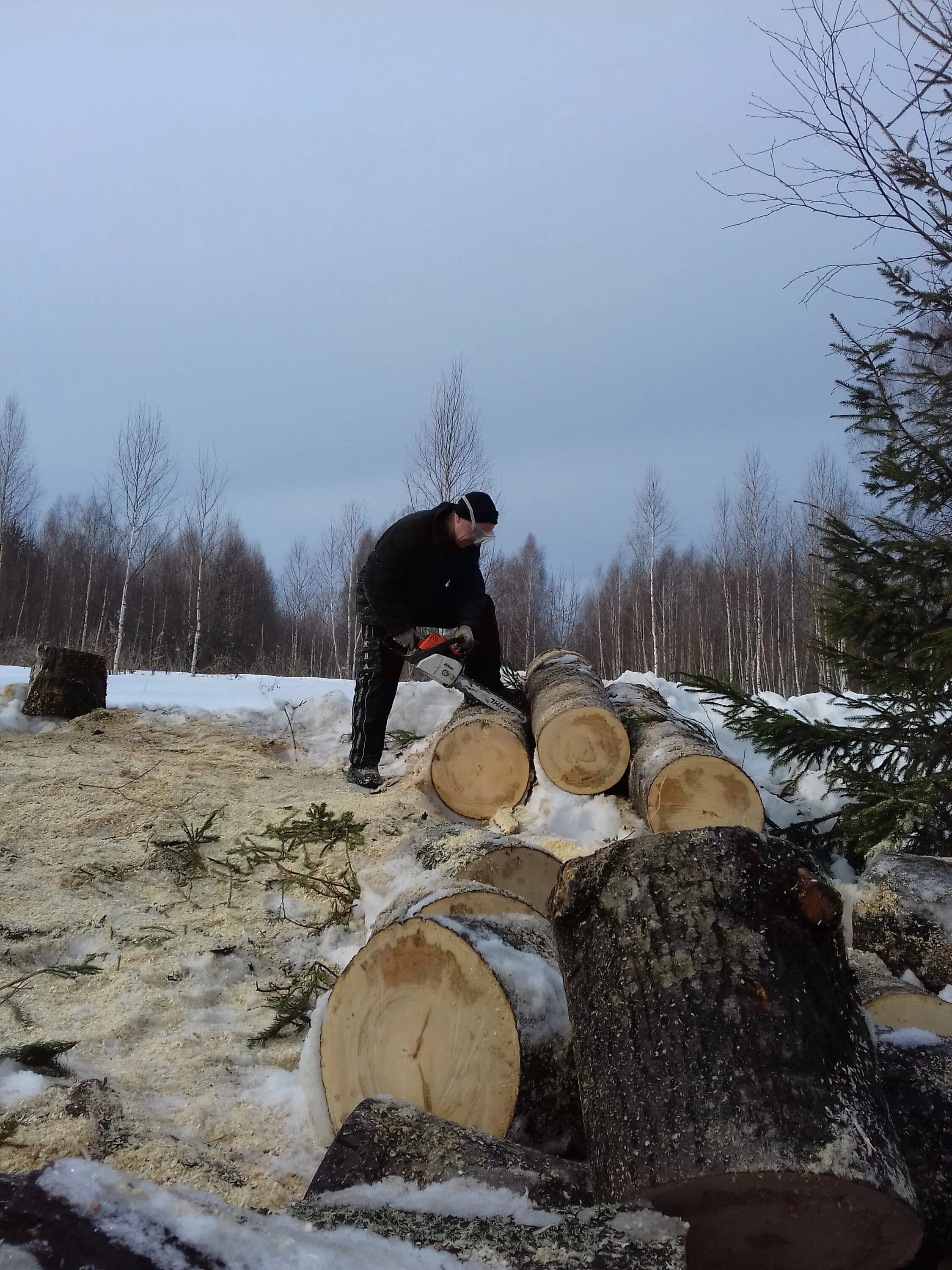 Пилить дрова зимой. Пилить дрова. Рубить дрова. Пилить дрова зимой. Двуручная пила для соревнований.
