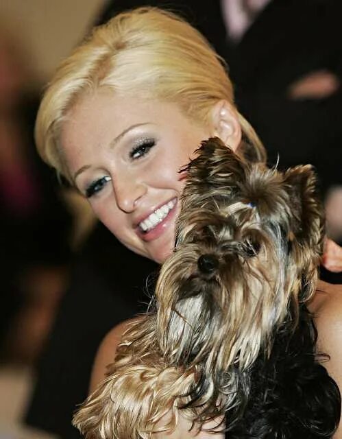 Собаки российских звезд. Йорк и миранда керр. Йоркширский терьер фотосессия. Йорки звезд. Йоркширский терьер.