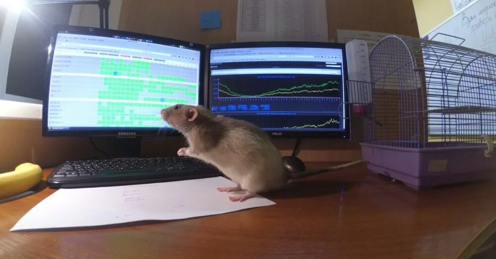 Rat hacking