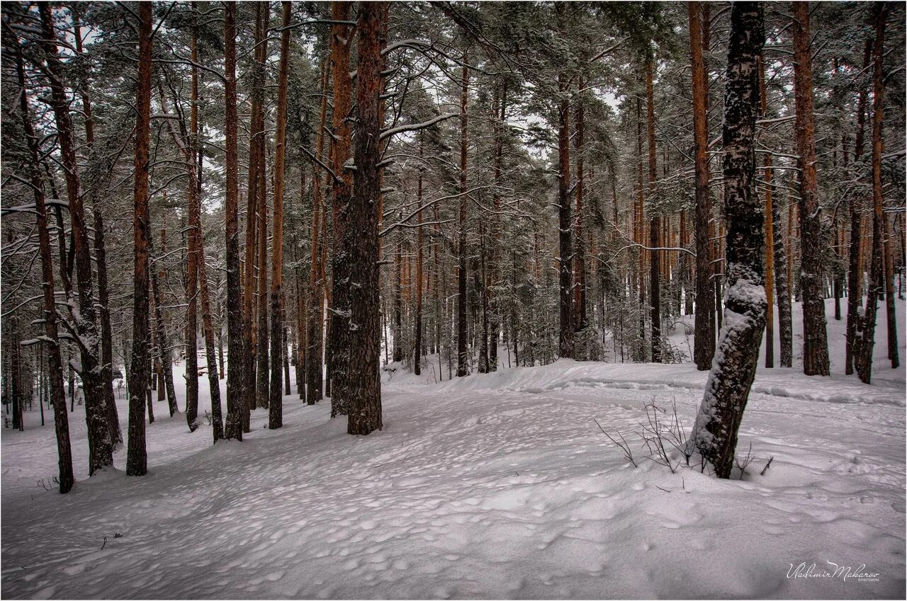 Фото: В зимнем бору. Фотолюбитель Александр Ткаченко. Природа. Фотосайт Расфокус